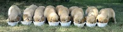 Hogyan törődik egy kiskutya Labrador