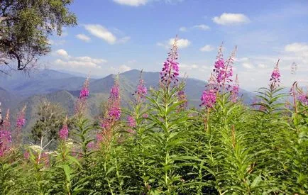 Milyen hasznos fireweed