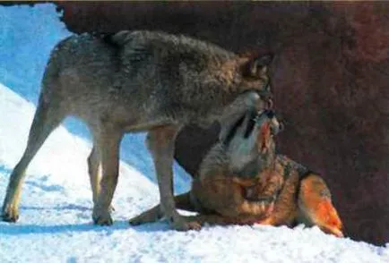 Wild kutyafajták Wild kutyafajták