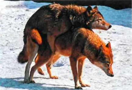 Wild kutyafajták Wild kutyafajták