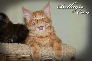 Hogyan fürödni egy kiscica