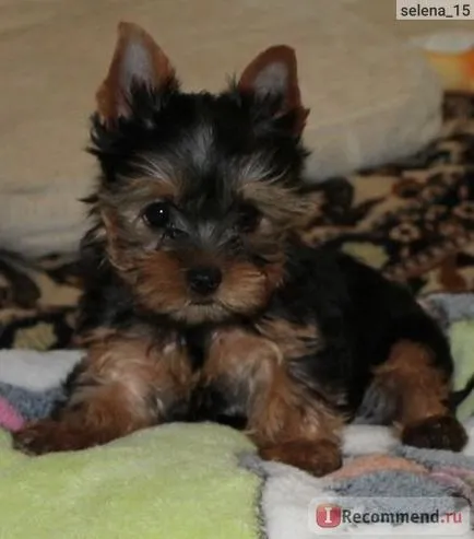 Yorkshire terrier és allergiás rá