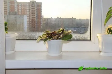 Hogyan kell szedni a virágokat