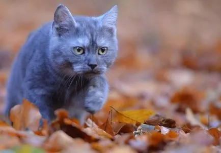 Mi hiányzik macska Mi hiányzik macska