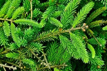 Hogyan lehet megszabadulni a krónikus fáradtság