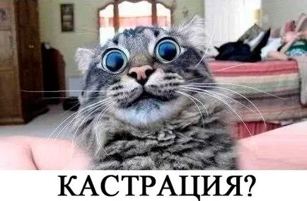 Kasztrált macska akar Kasztrált macska akar