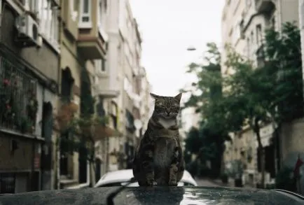Mi köze egy macska Mi köze egy macska
