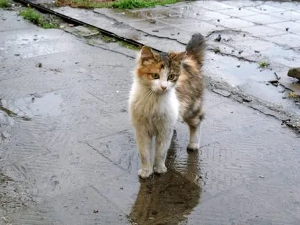 Mi köze egy macska Mi köze egy macska