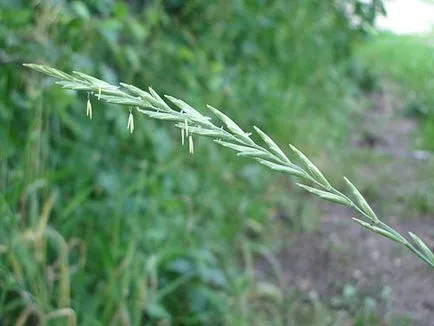 Mi agrokiller