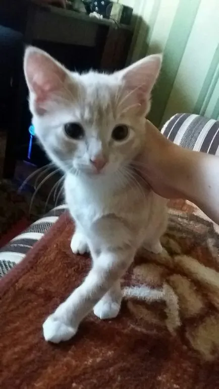 Hogyan, hogy a cicák jó kezekben