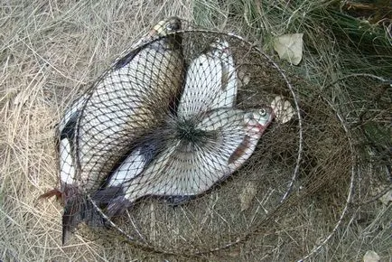Mikor és hogyan kell elkapni keszeg