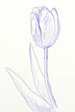 Hogyan kell felhívni a tulipán virág