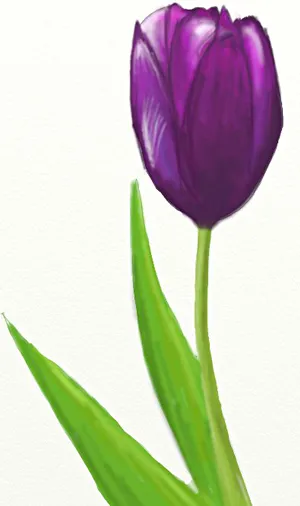 Hogyan kell felhívni a tulipán virág