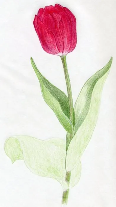Hogyan kell felhívni a tulipán virág Hogyan kell felhívni a tulipán virág