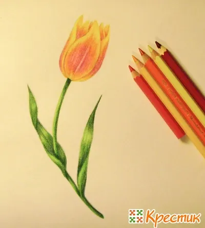 Hogyan kell felhívni a tulipán virág