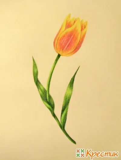 Hogyan kell felhívni a tulipán virág
