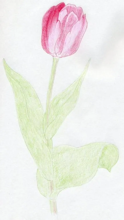 Hogyan kell felhívni a tulipán virág