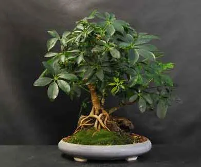 Hogyan transzplantáció Shefleru