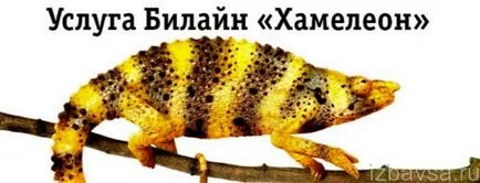 Hogyan lehet letiltani egy kaméleon mts