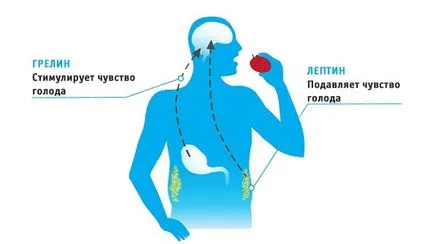 Hormonok felelősek súly Hormonok felelősek súly