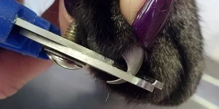 Nyírt körmök macskák Nyírt körmök macskák