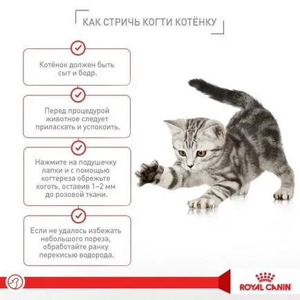 Nyírt körmök macskák Nyírt körmök macskák