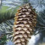 Hogyan növekszik a cédrus otthon