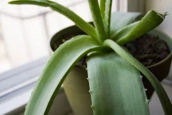 Hogyan transzplantáció a hajtások