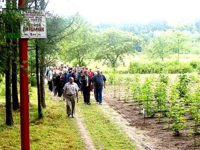 Hogyan ültessünk egy erdőben