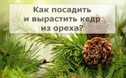 Hogyan növekszik a cédrus otthon
