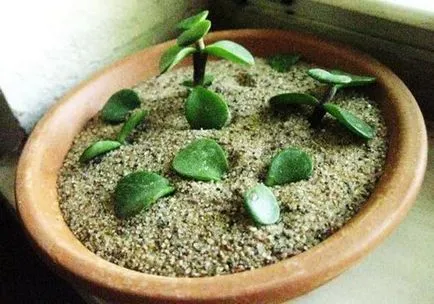 Hogyan transzplantáció a hajtások Hogyan transzplantáció a hajtások
