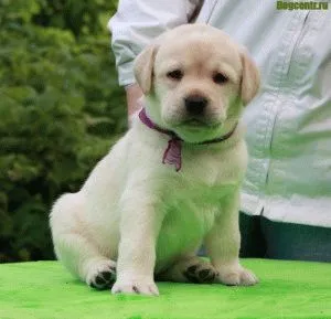 Hogyan törődik egy kiskutya Labrador Hogyan törődik egy kiskutya Labrador