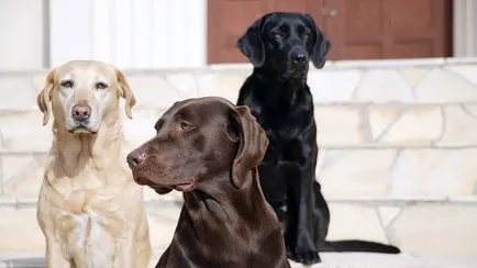 Hogyan törődik egy kiskutya Labrador Hogyan törődik egy kiskutya Labrador
