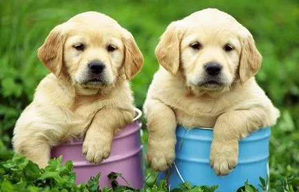 Hogyan törődik egy kiskutya Labrador Hogyan törődik egy kiskutya Labrador