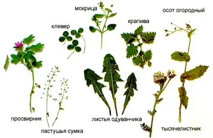 Hogyan kell tanítani egy nyúl dekoratív WC