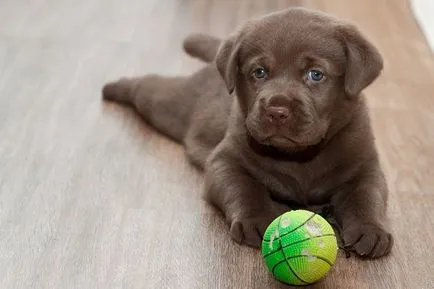 Hogyan törődik egy kiskutya Labrador Hogyan törődik egy kiskutya Labrador