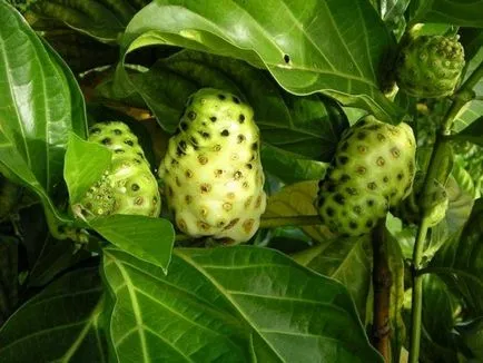 Noni Juice Miért