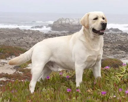 Hogyan törődik egy kiskutya Labrador Hogyan törődik egy kiskutya Labrador