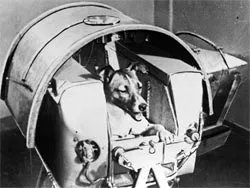 Laika a kutyát tér
