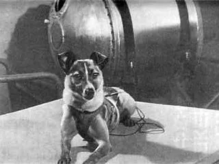 Laika a kutyát tér Laika a kutyát tér