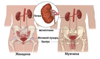 Krónikus pyelonephritis emberek jogorvoslatok