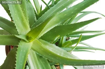 Mitől Aloe