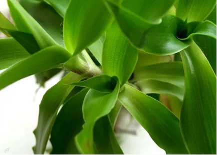 Krónikus pyelonephritis emberek jogorvoslatok Krónikus pyelonephritis emberek jogorvoslatok
