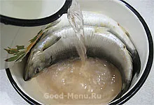 Sózott hering
