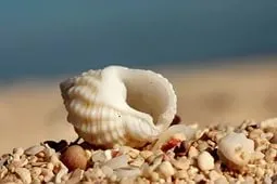 Hogyan válhat egy valós sellő