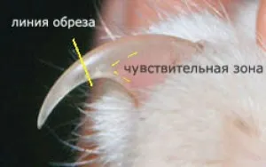 Nyírt körmök macskák