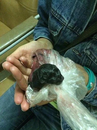 Kiscicák szeretnék felnevelni