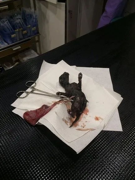 Kiscicák szeretnék felnevelni