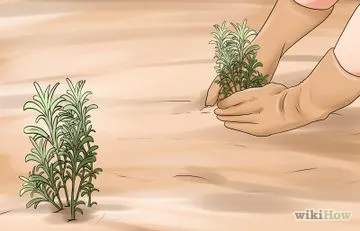 Hogyan nő moha