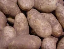 Hogyan kell tárolni a burgonya
